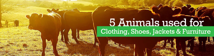 4 Animals Used for Clothing, Shoes, Jackets & Furniture